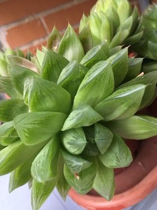 Plantas suculentas de varios tipos