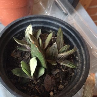 Plantas suculentas de varios tipos