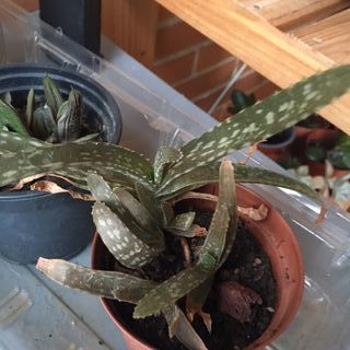 Plantas suculentas de varios tipos