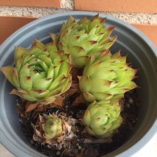 Plantas suculentas de varios tipos