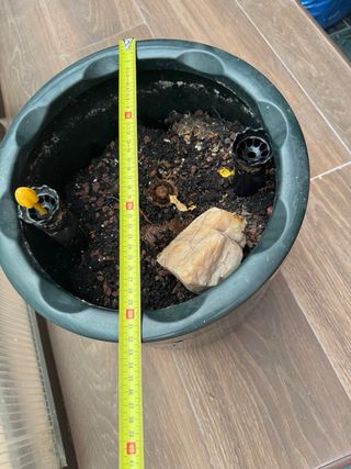 Maceta autorriego con ruedas