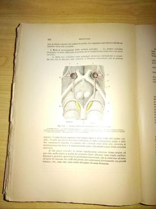 Anatomia Umana Testut - Libro 1931