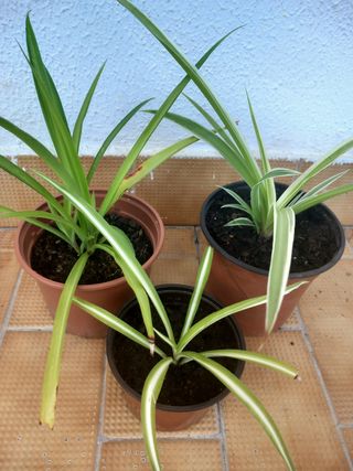 Lote 3 Plantas Cinta Reina