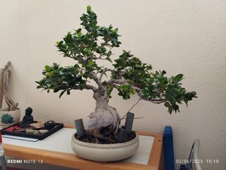 Bonsái Ficus 12 años