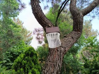 Trampa procesionaria pino