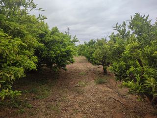 Terreno  en Alcasser