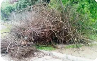 •Limpieza y retirada de Poda y Troncos d todo tipo