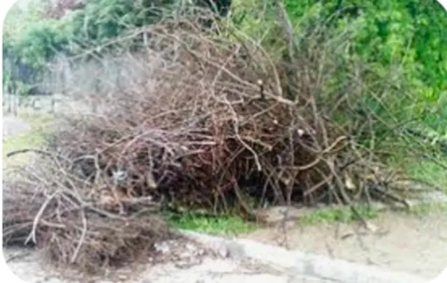 •Limpieza y retirada de Poda y Troncos d todo tipo