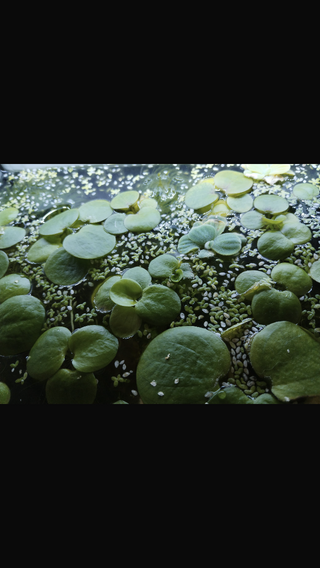 Plantas acuáticas: lentejas de agua
