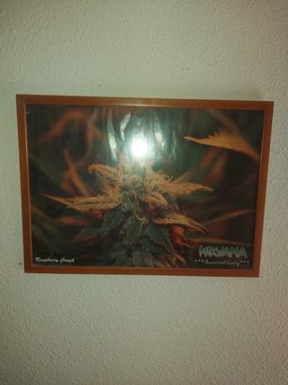 Cuadro Cannabis Nirvana