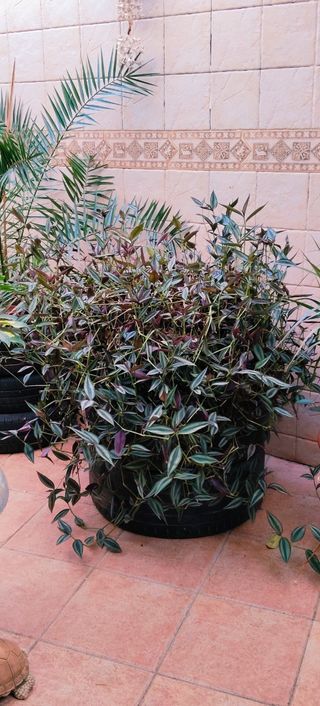 ##OFERTA##GRAN TRADESCANTIA ZEBRINA.