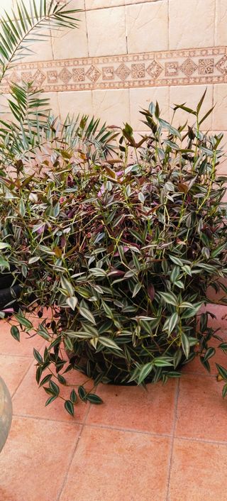 ##OFERTA##GRAN TRADESCANTIA ZEBRINA.