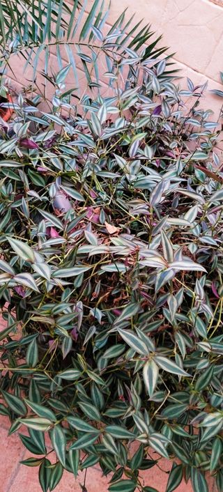 ##OFERTA##GRAN TRADESCANTIA ZEBRINA.