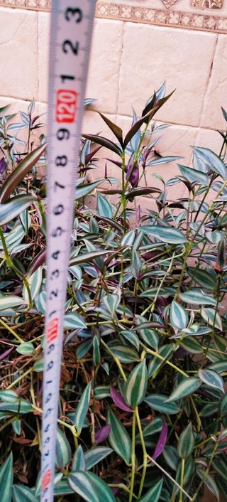 ##OFERTA##GRAN TRADESCANTIA ZEBRINA.