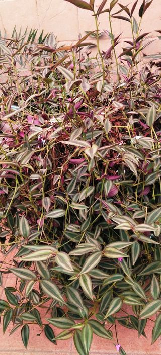 ##OFERTA##GRAN TRADESCANTIA ZEBRINA.