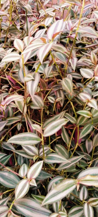 ##OFERTA##GRAN TRADESCANTIA ZEBRINA.