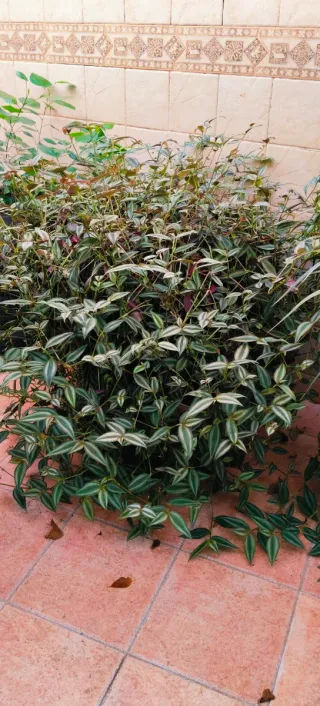 ##OFERTA##GRAN TRADESCANTIA ZEBRINA.