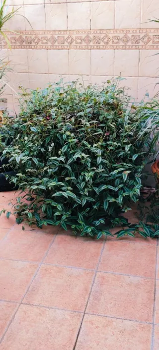 GRAN TRADESCANTIA ZEBRINA.