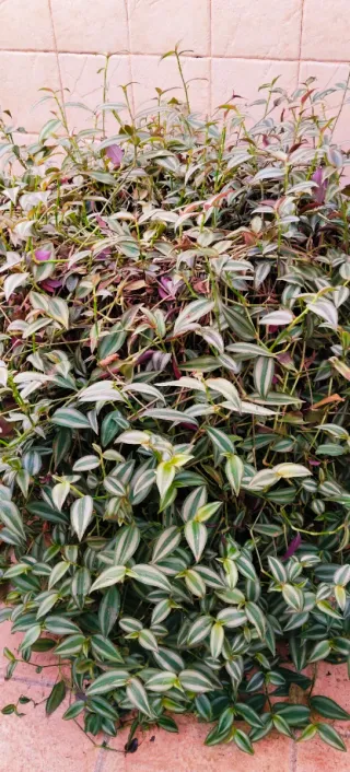 GRAN TRADESCANTIA ZEBRINA.
