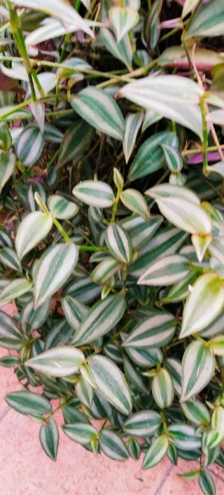 GRAN TRADESCANTIA ZEBRINA.