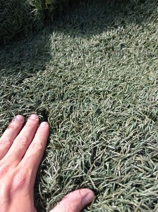 Cesped artificial -