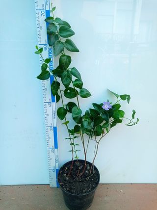 Planta Vinca