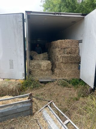 Paja de Alpaca - Esta Temporada