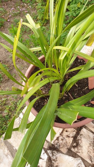 Orquídea rosa sem flor
