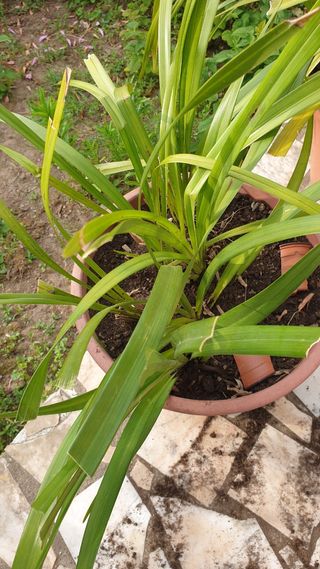 Orquídea rosa sem flor
