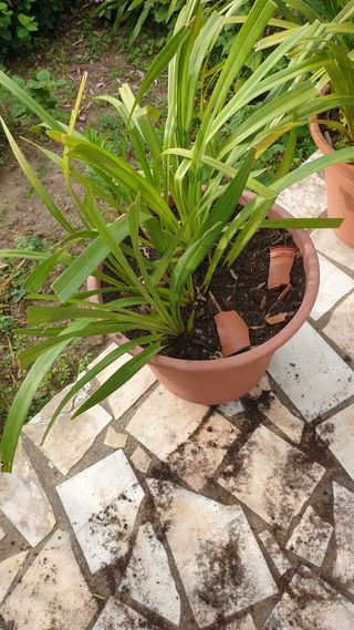 Orquídea rosa sem flor