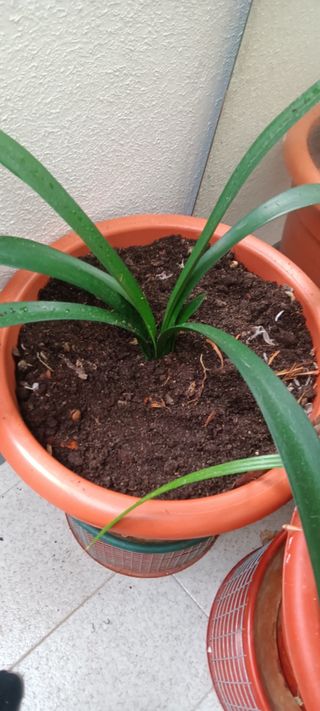 Clivia planta