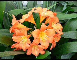 Clivia planta