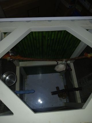 JAULA VOLADERA PARA AGAPORNI, NINFA ETC...