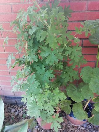 Planta Citronela grande