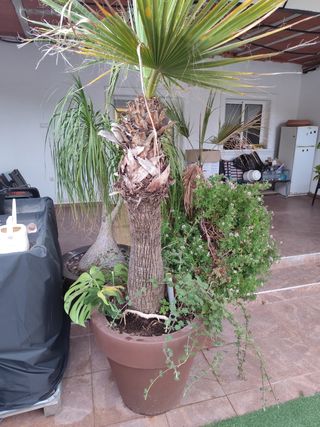 Macetero grande marrón