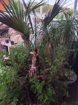 Macetero grande marrón