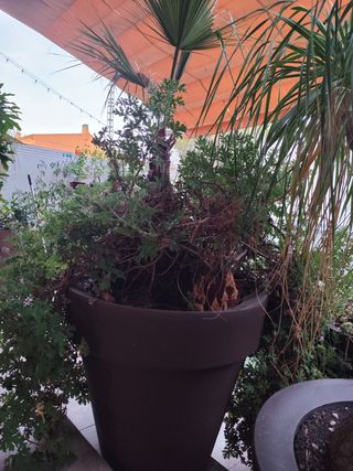 Macetero grande marrón