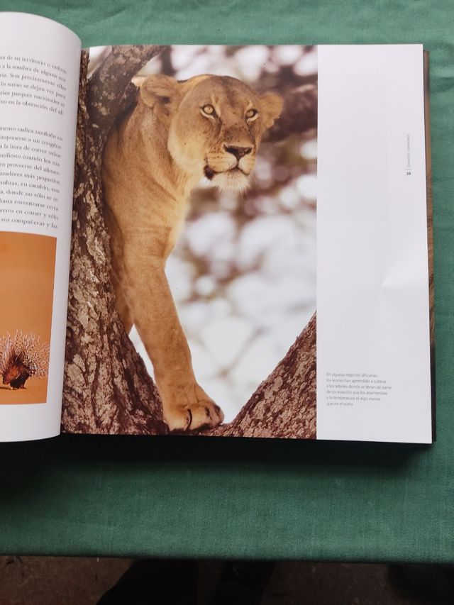 Reino Animal Cazadores de la Sabana.
