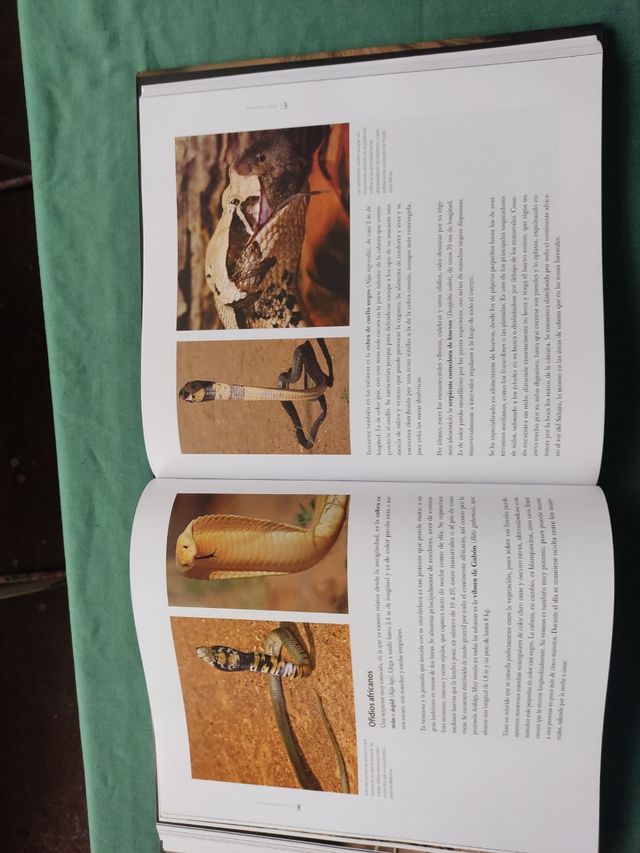 Reino Animal Cazadores de la Sabana.