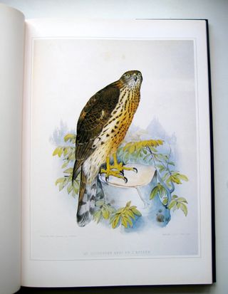 AVES DE PRESA GRABADOS CLASICOS DE HISTORIA NAT...