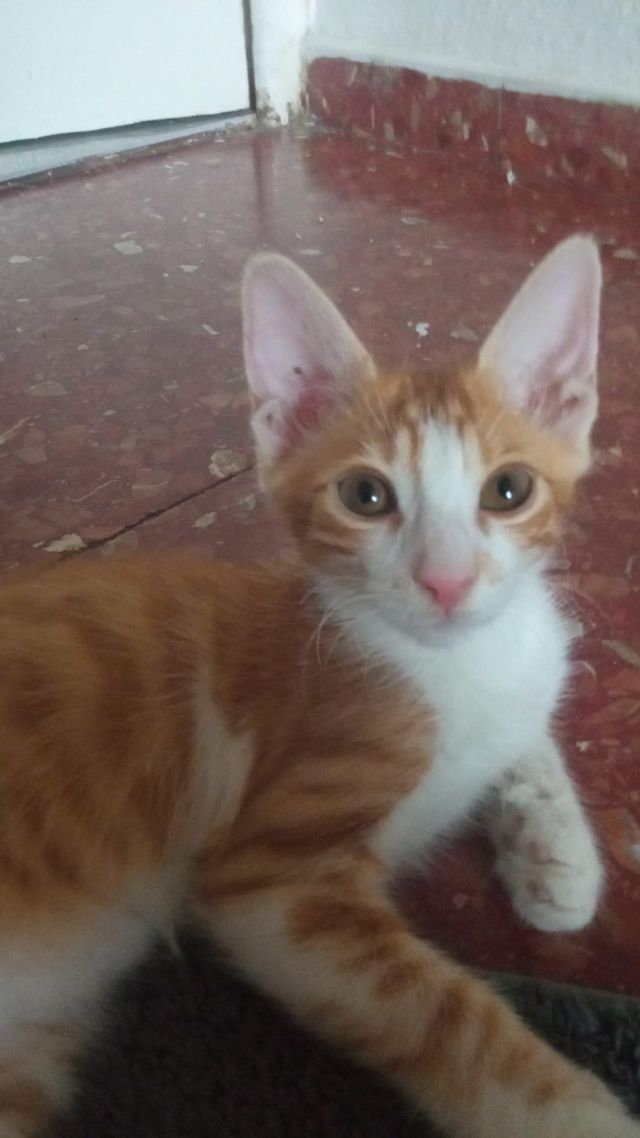 Cuidadora para mascotas