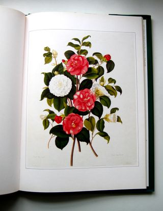 Plantas - Grabados Clasicos de Hist. Natural (S...