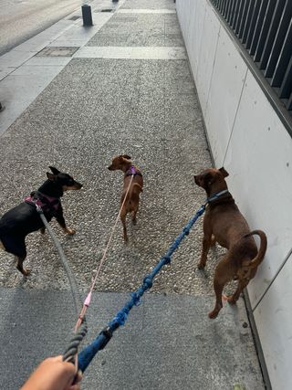 Paseo perros | Cuidado de todo tipo de animales.