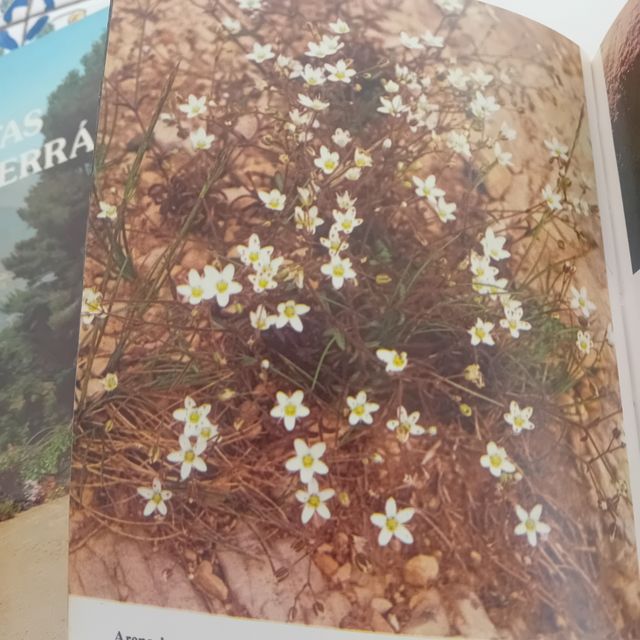 Plantas silvestres de la peninsula Ibetica rupicol