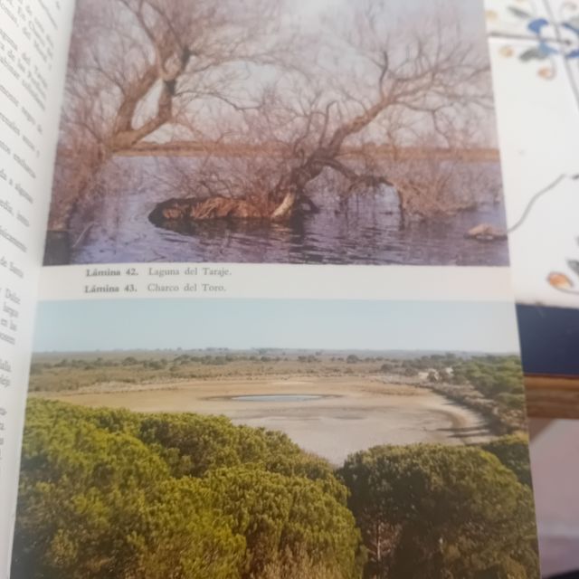 Plantas silvestres de la peninsula Ibetica rupicol