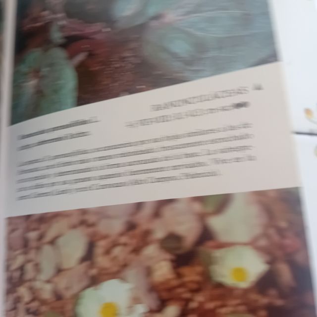 Plantas silvestres de la peninsula Ibetica rupicol