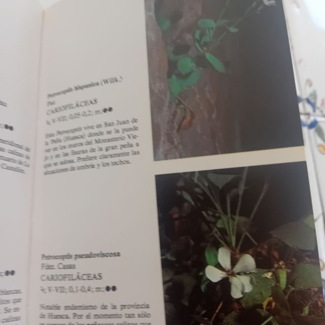 Plantas silvestres de la peninsula Ibetica rupicol