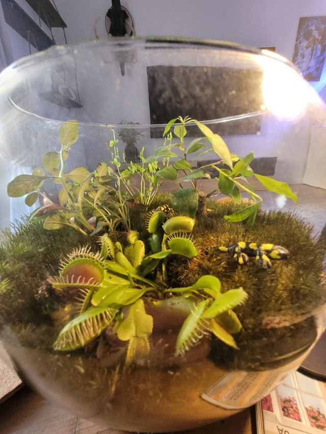 Terrario esfera de cristal con plantas