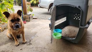 Transportín Perros Grandes XXL Gris