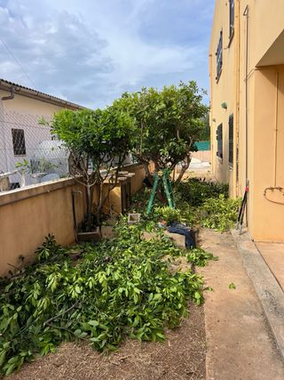 Limpieza y mantenimiento de jardin